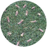 Blue Earth turfgrass aeration and seeding