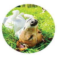 Blue Earth flea and tick control