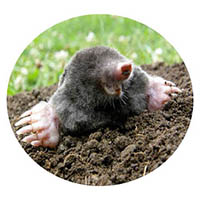 Blue Earth mole & grub control