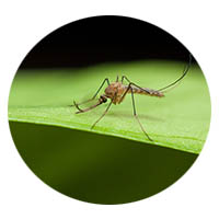 Blue Earth mosquito control