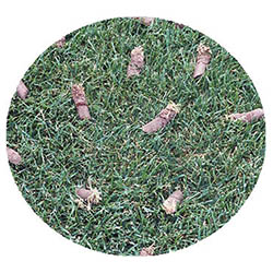 Blue Earth spring touch aeration and seeding