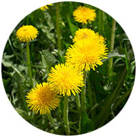 Blue Earth grass weed control